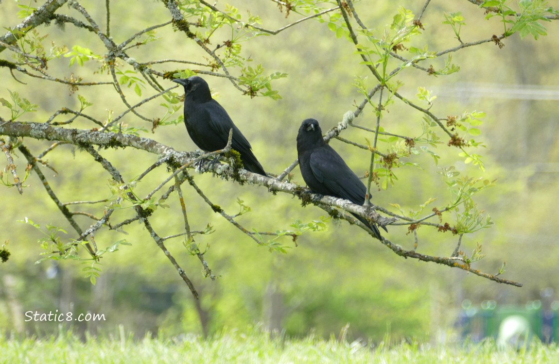 Two crows standing on an ash branch budding out with leaves