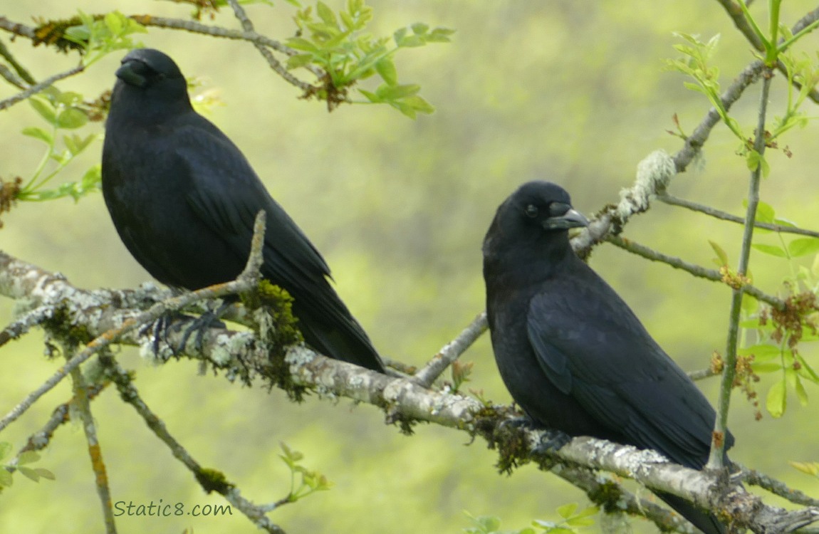 Two crows standing on an ash branch budding out with leaves