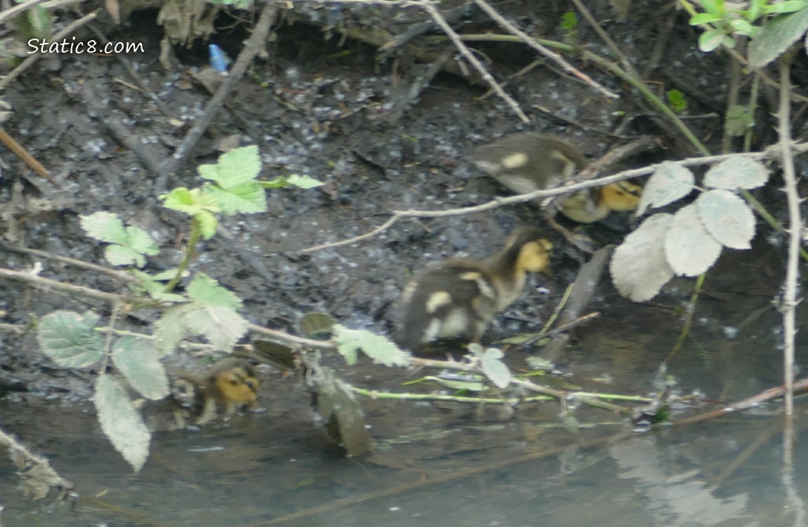 Three ducklings at the bank of the creek