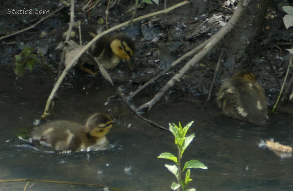Three ducklings at the bank of the creek