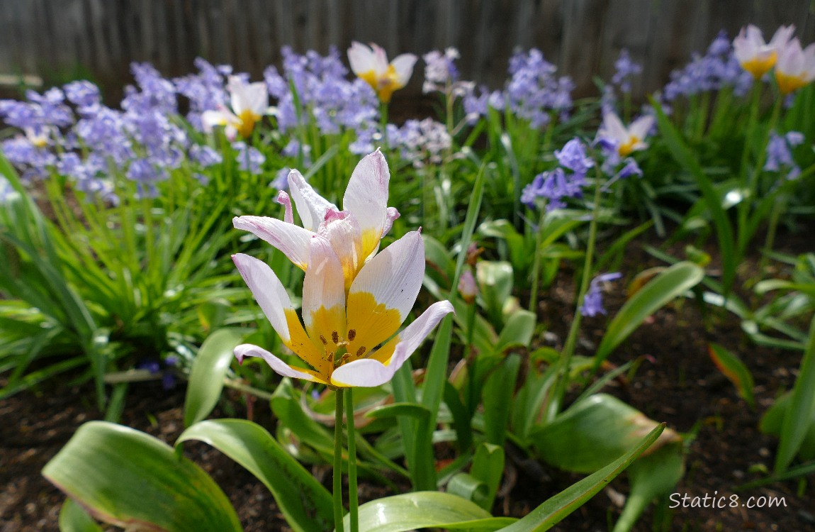 Bicolour tulips with Spanish Bluebells in the background