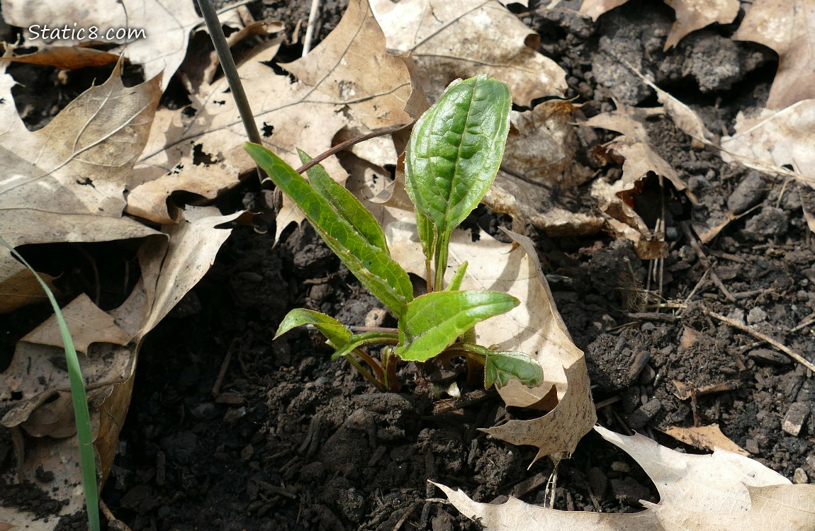 Echinacea seedling growing in the leaf mulch