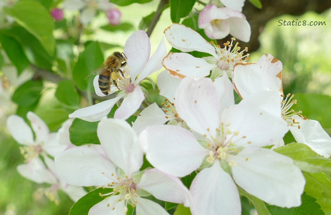 Honey Bee with Apple blossoms