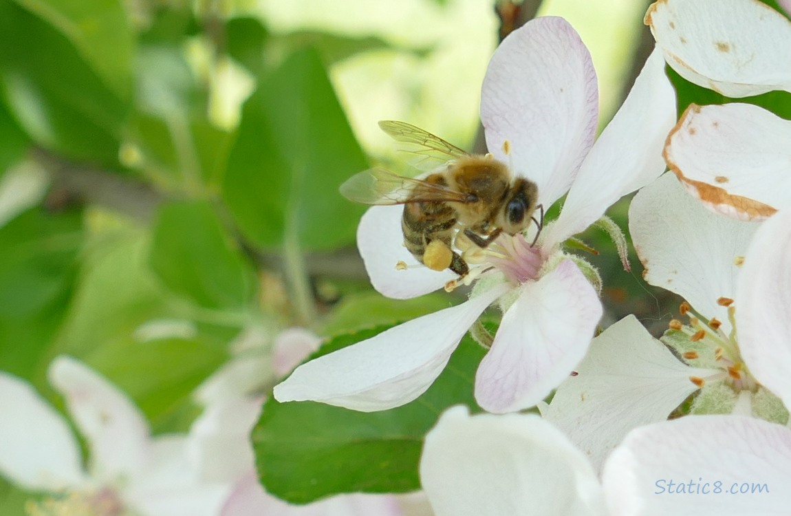 Honey Bee on an Apple blossom