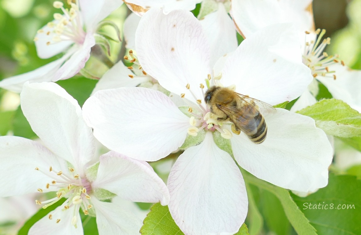 Honey Bee on an Apple blossom