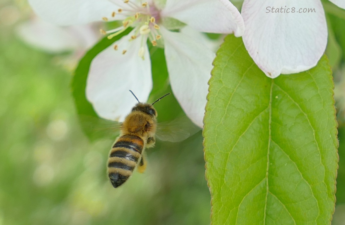 Honey Bee flying to an Apple blossom