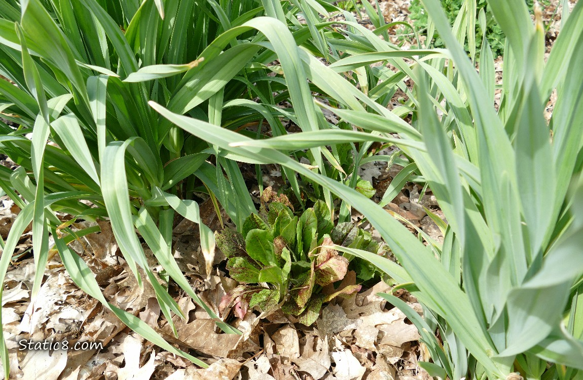 Looking down at Garlic plants and Lettuces