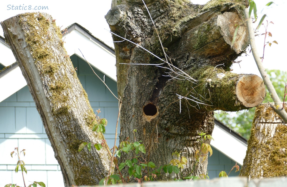 Tall tree stump with a woodpecker hole