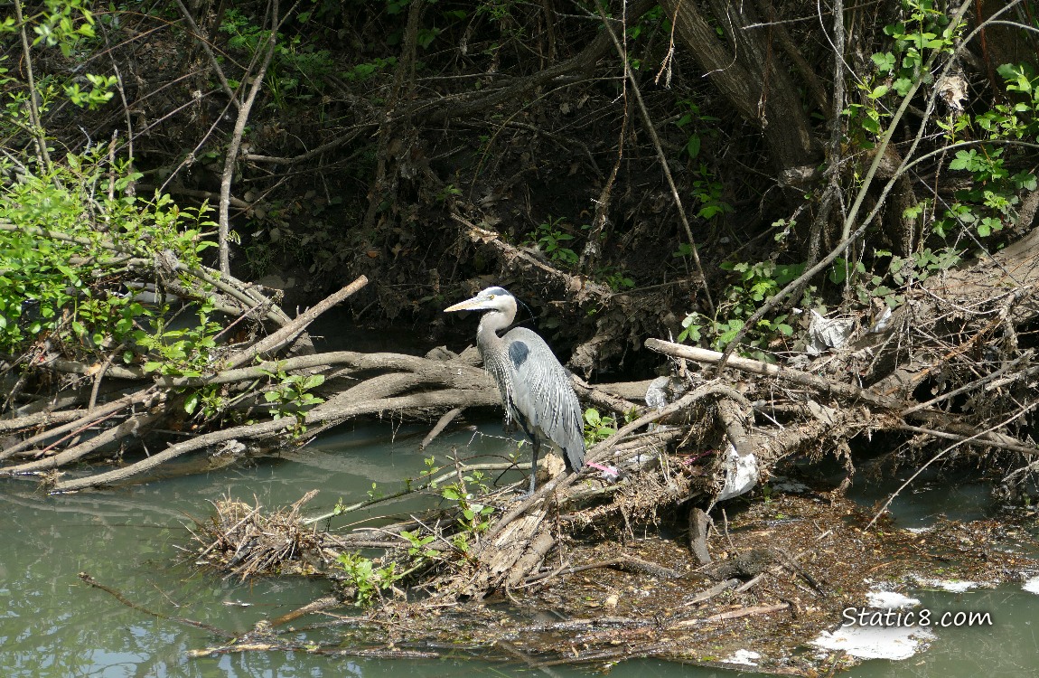 Great Blue Heron standing near the bank of the creek with large branches tangled in the background