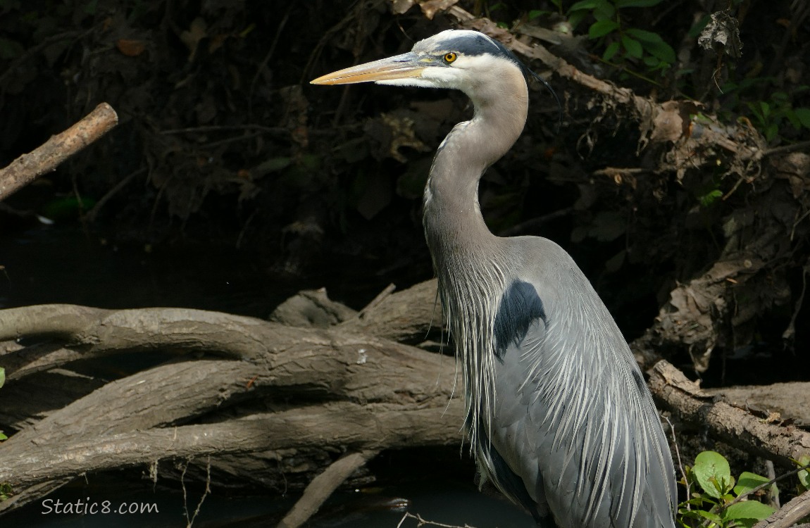 Great Blue Heron standing near the bank of the creek with large branches tangled in the background
