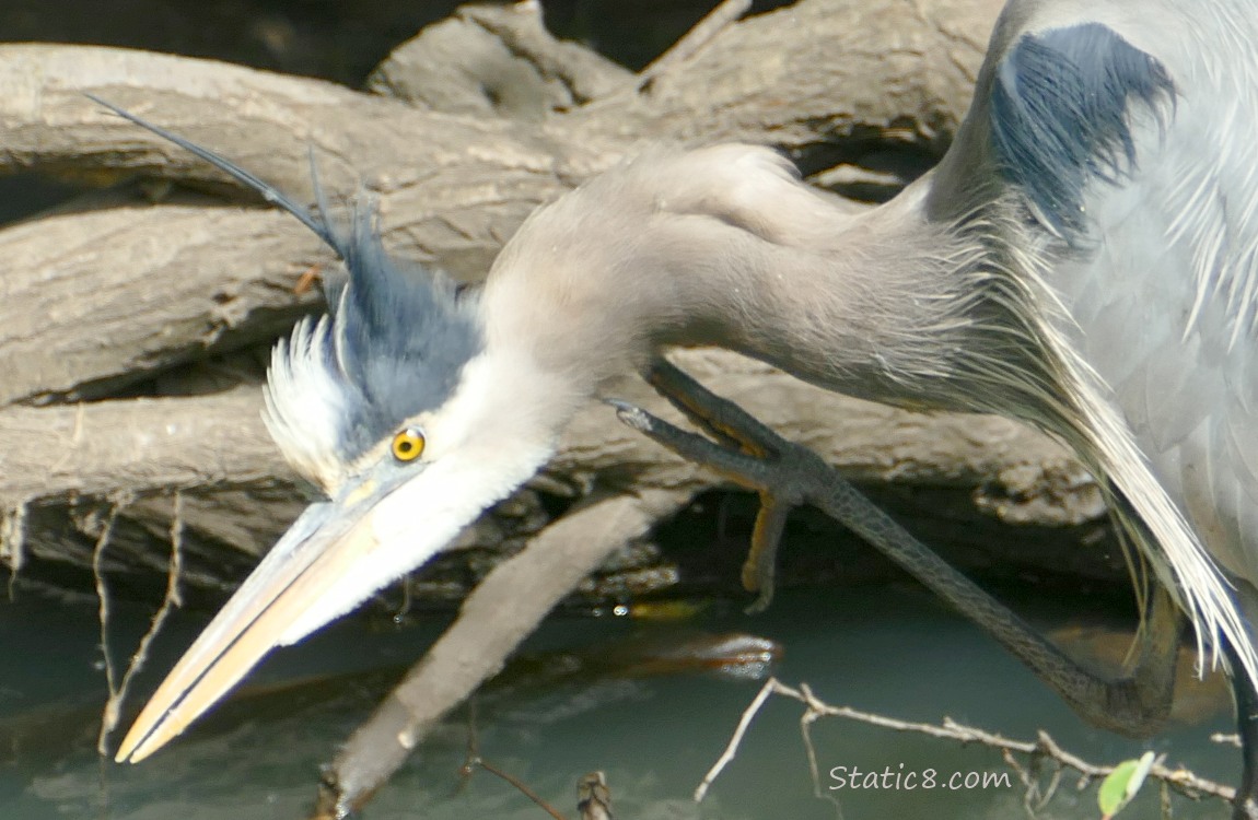 Great Blue Heron scratching their neck with their foot
