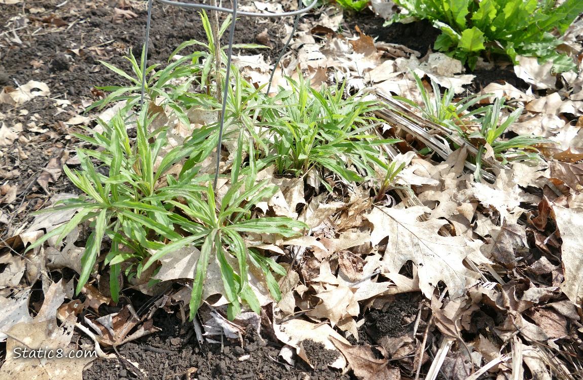 Goldenrod seedlings