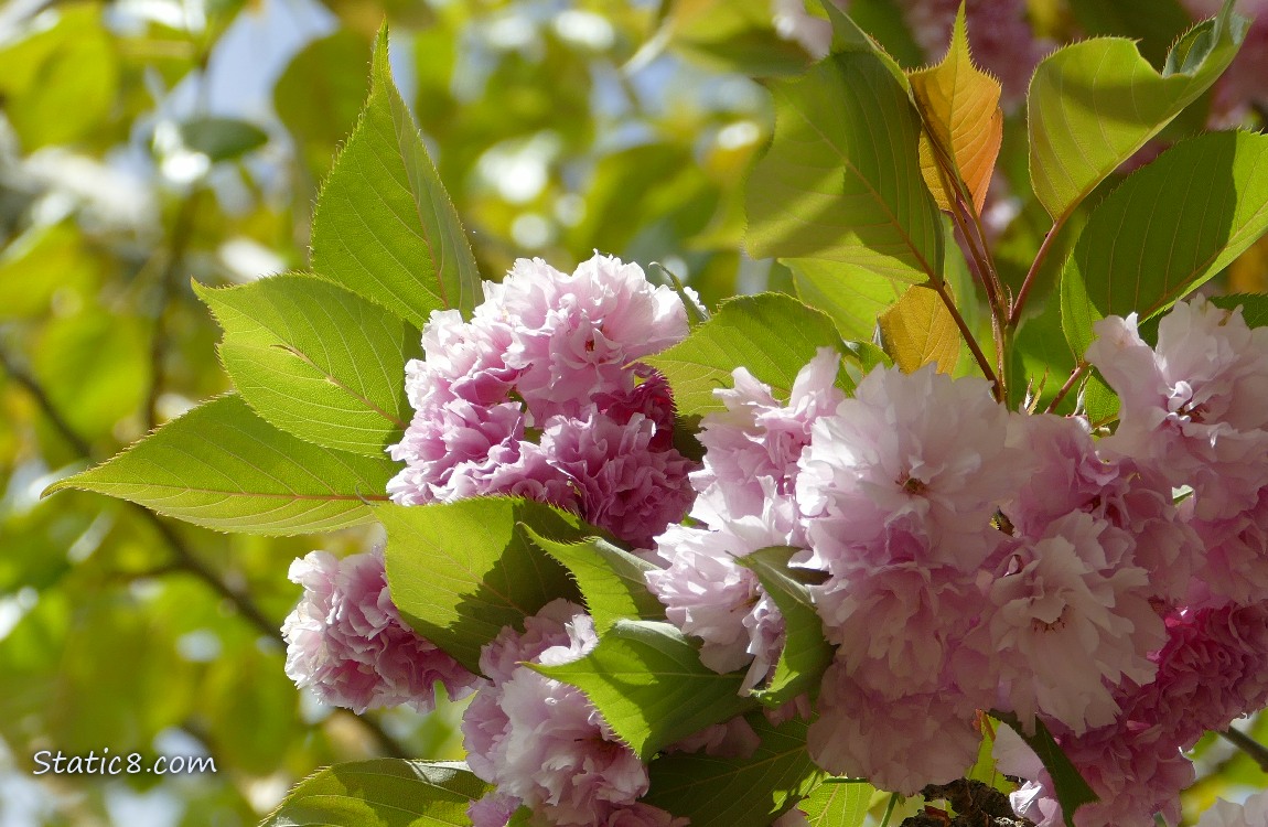 Kanzan Cherry Blossoms