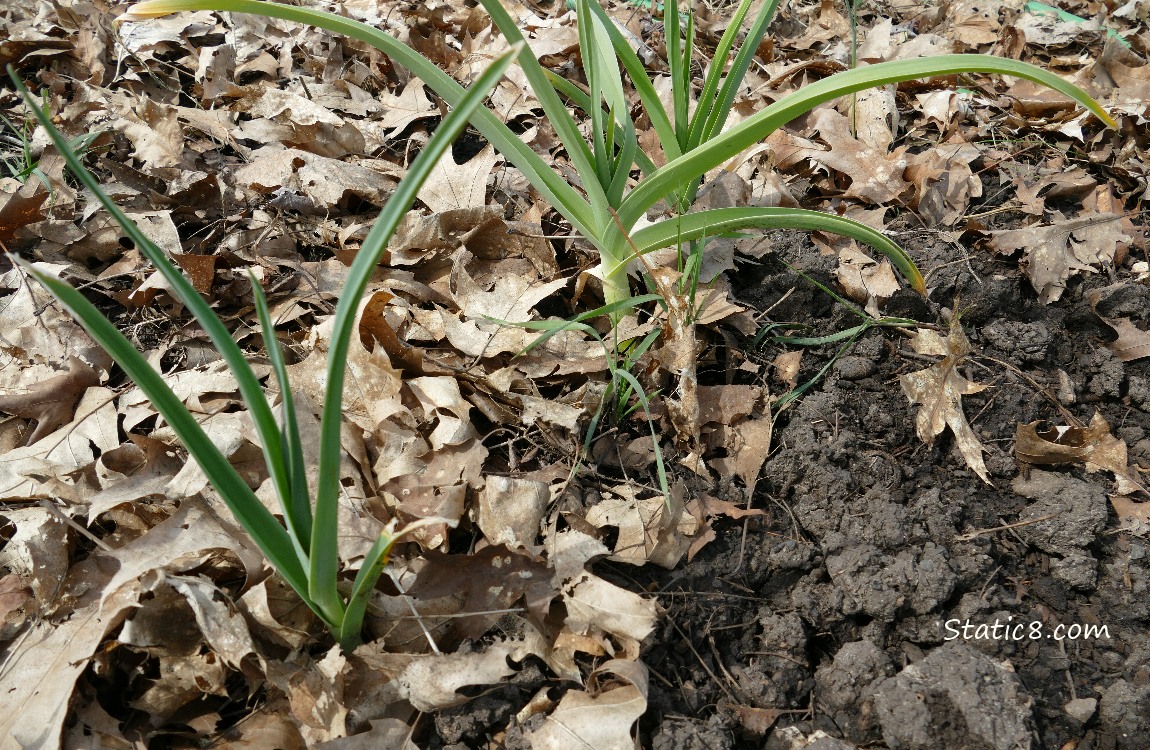 Leeks growing in the leaf mulch