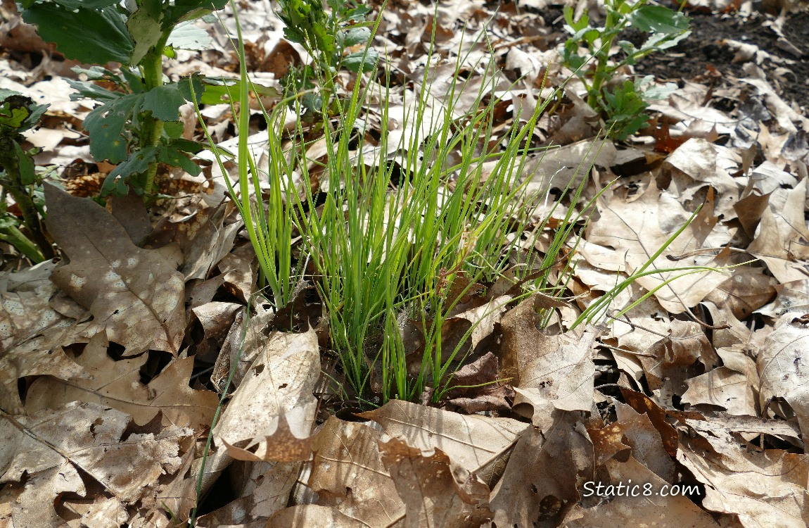 Leek seedlings growing from the leaf mulch