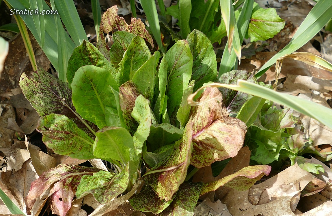 Lettuces growing from the leaf mulch