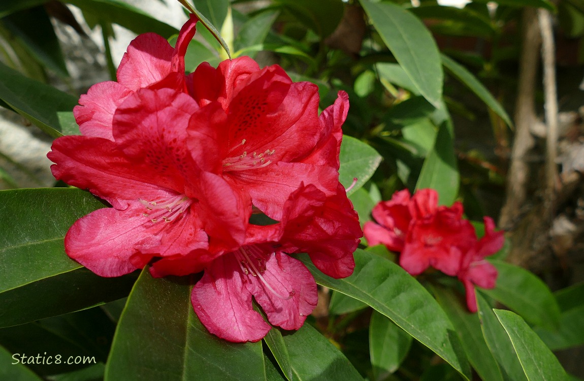 Red Rhododendron blooms with green leaves
