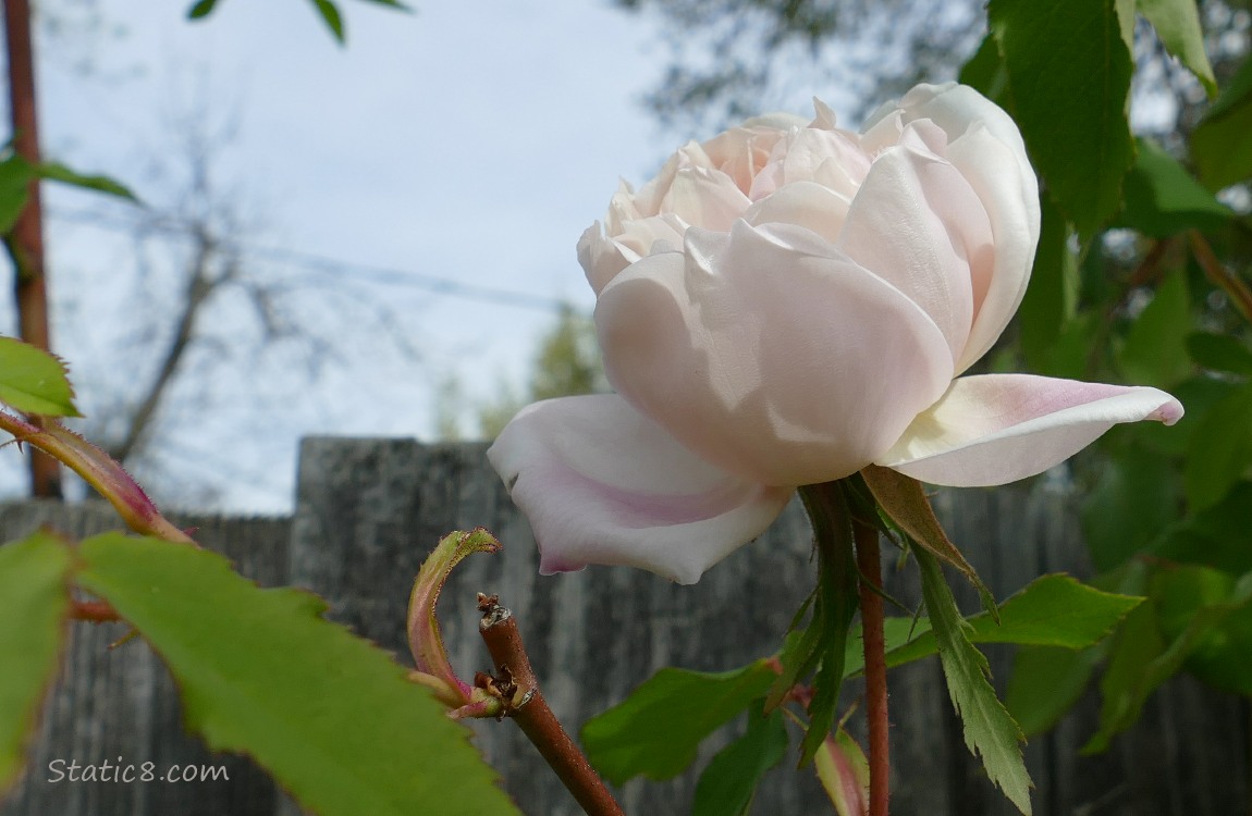 Pale pink Rose blooming at the top of the wood fence with pale blue sky in the background