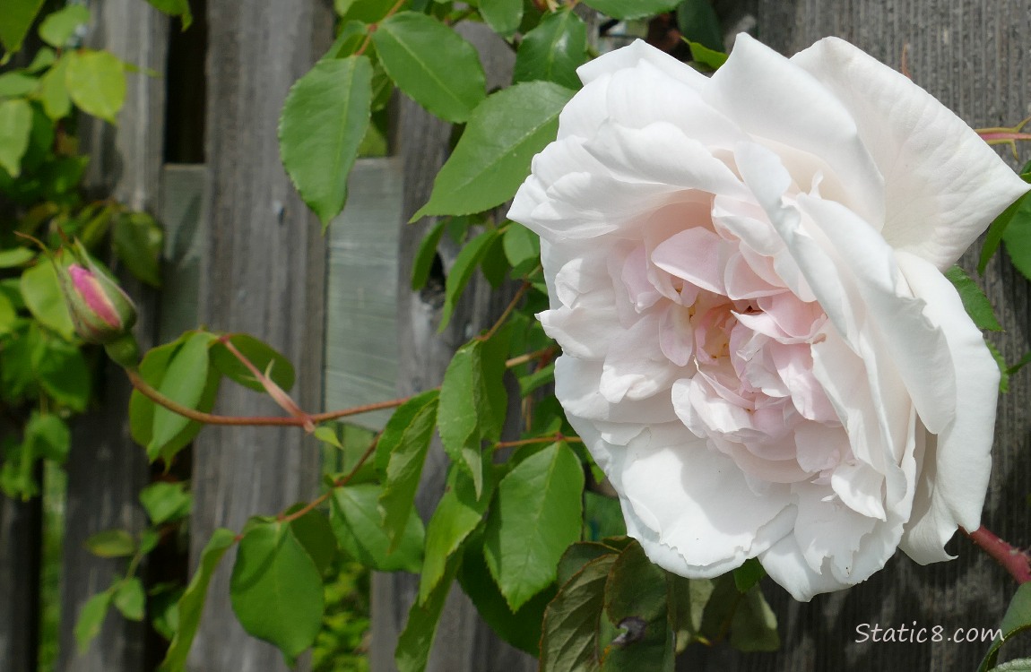 Pale pink Rose blooming on a wood fence with a rose bud nearby