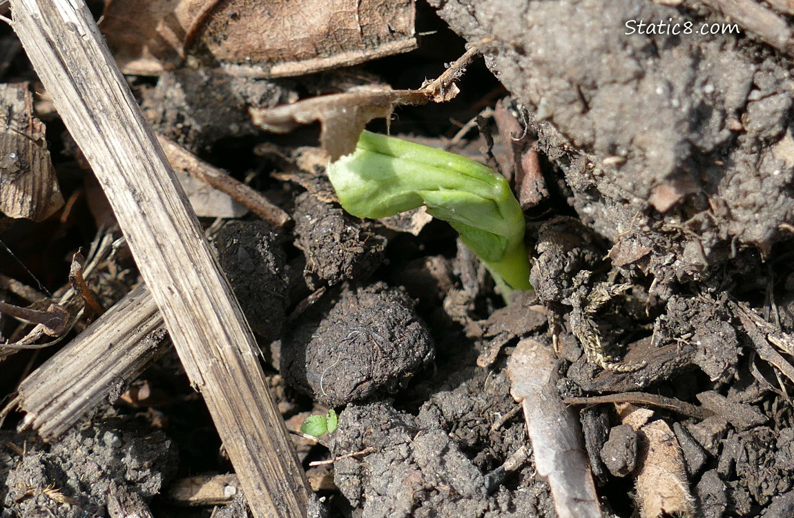 Snap Pea germinating from the dirt