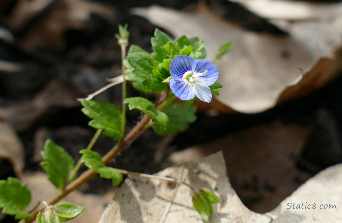 Blue Speedwell bloom