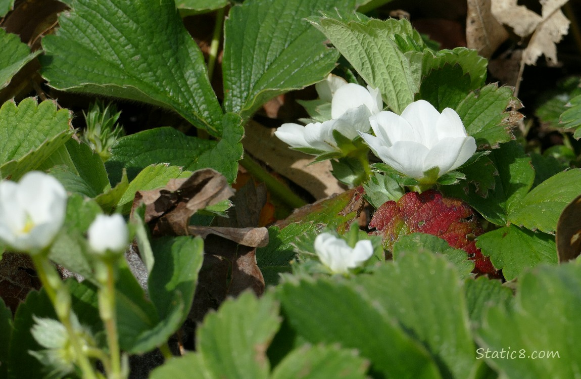 Strawberry blooms and green leaves
