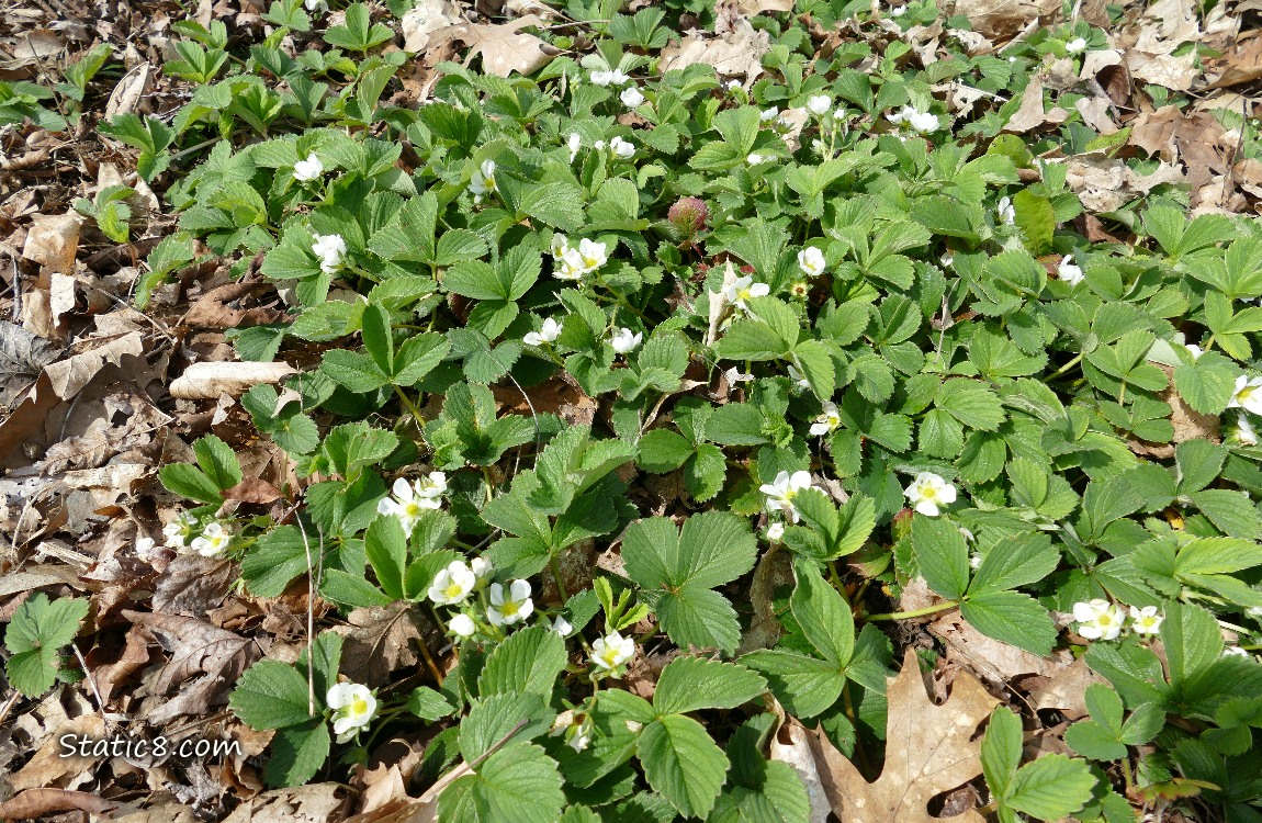 Strawberry plants with many blossoms