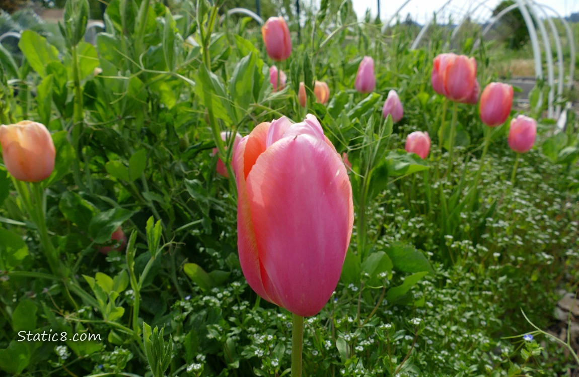 Pink Tulips blooming
