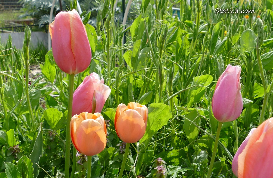 Pink Tulips blooming
