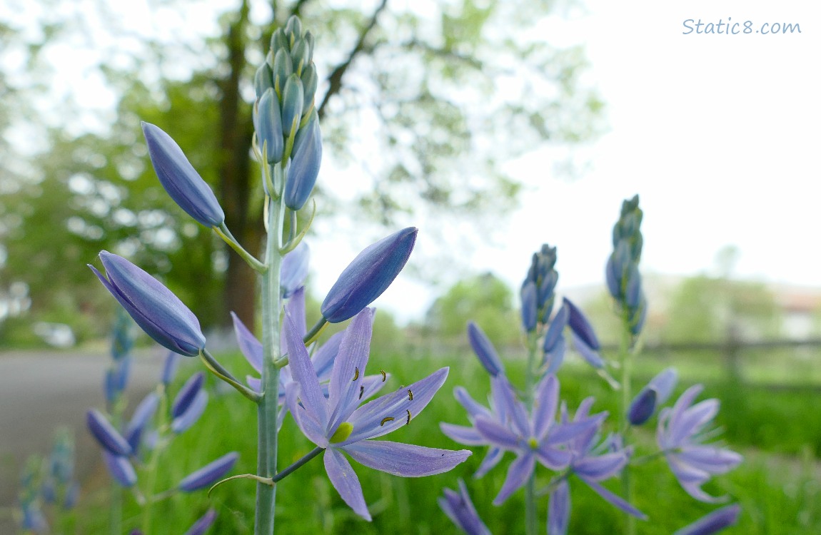 Camas Lily blooms
