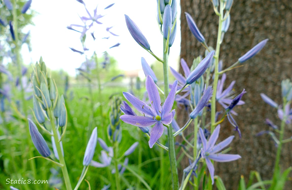 Camas Lilies blooming in the grass