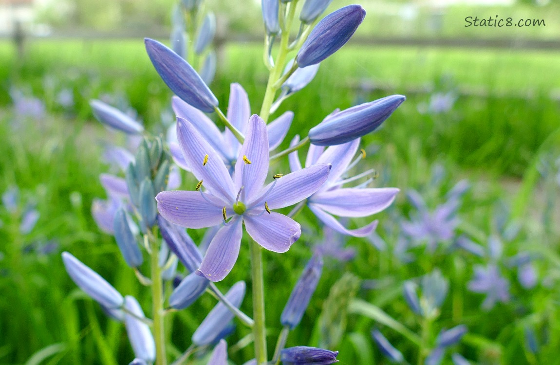 Camas Lilies blooming in the grass
