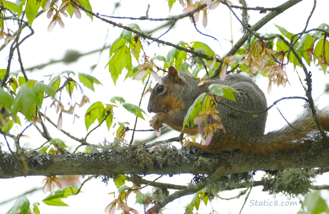 Squirrel up in a Maple tree with some leaves and seeds