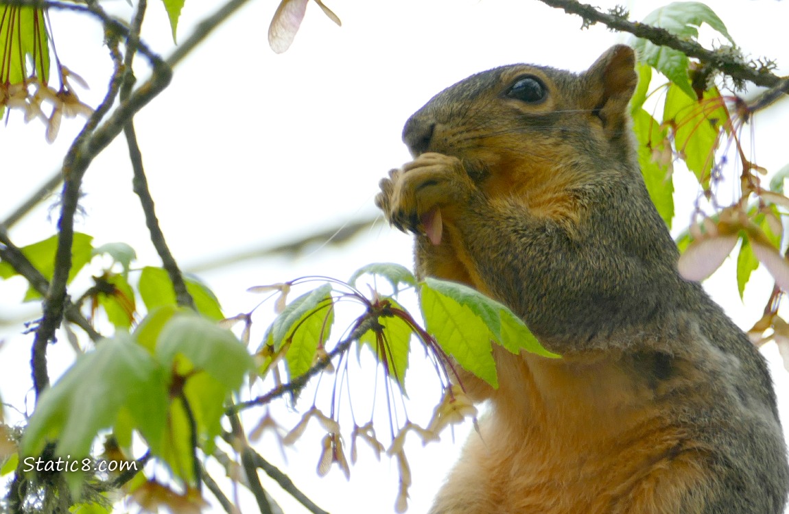 Squirrel sitting in a Maple tree, eating a seed