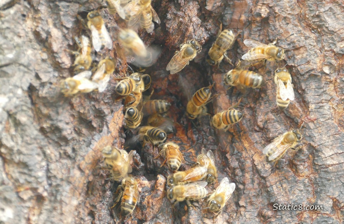 Honey Bees at a nest in a tree trunk