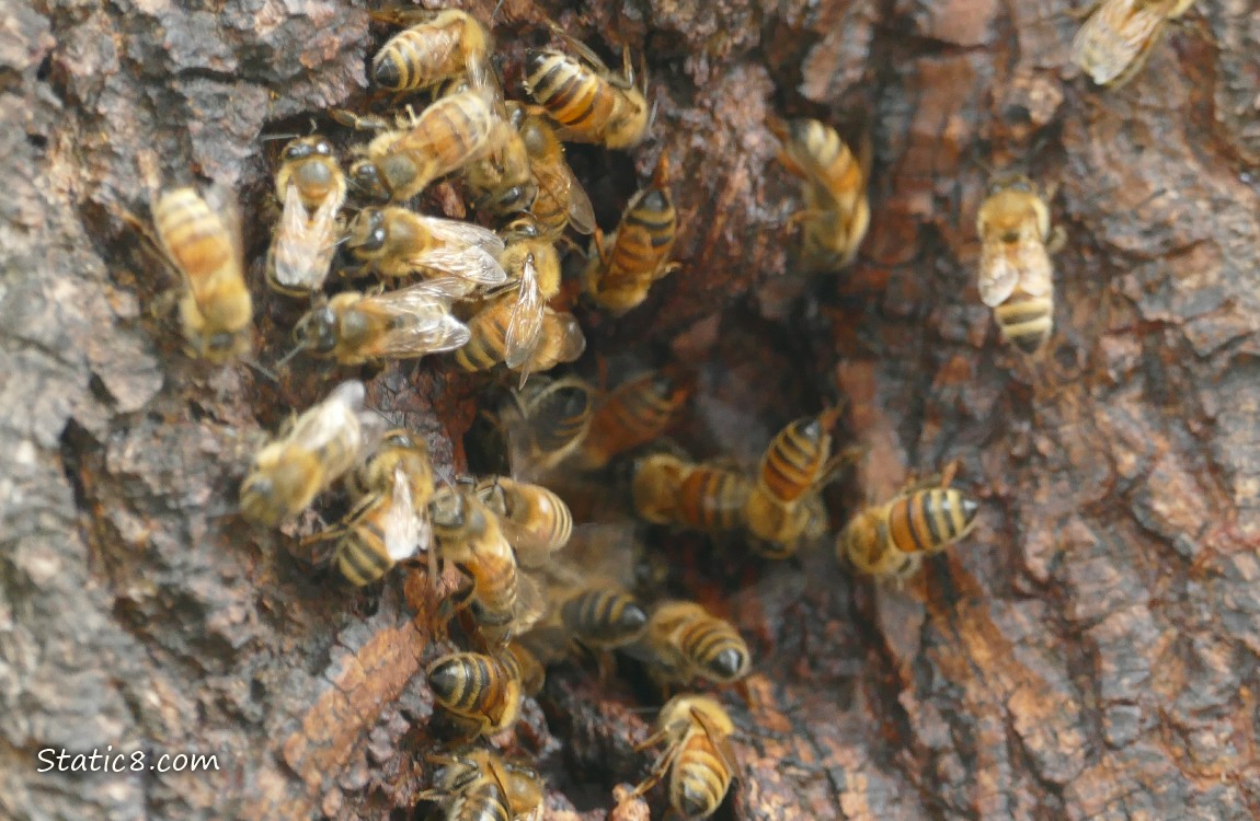 Honey Bees at a nest in a tree trunk