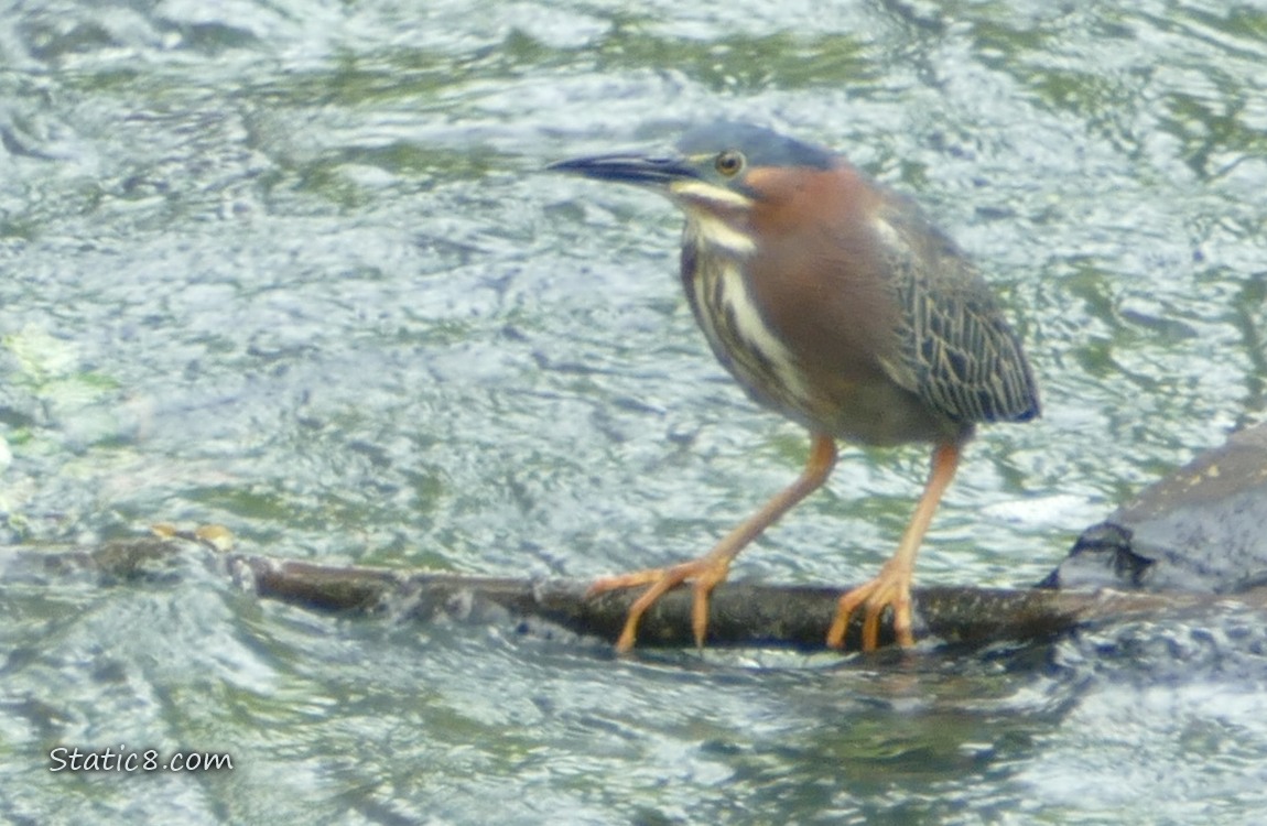 Green Heron standing on a branch in the water