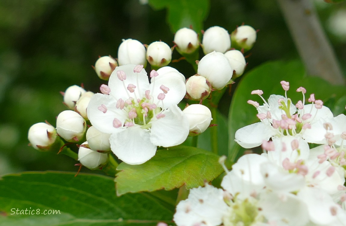 Hawthorn blooms on the tree