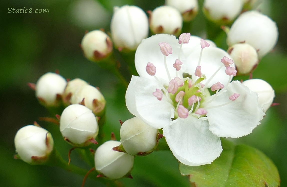 Hawthorn blooms on the tree