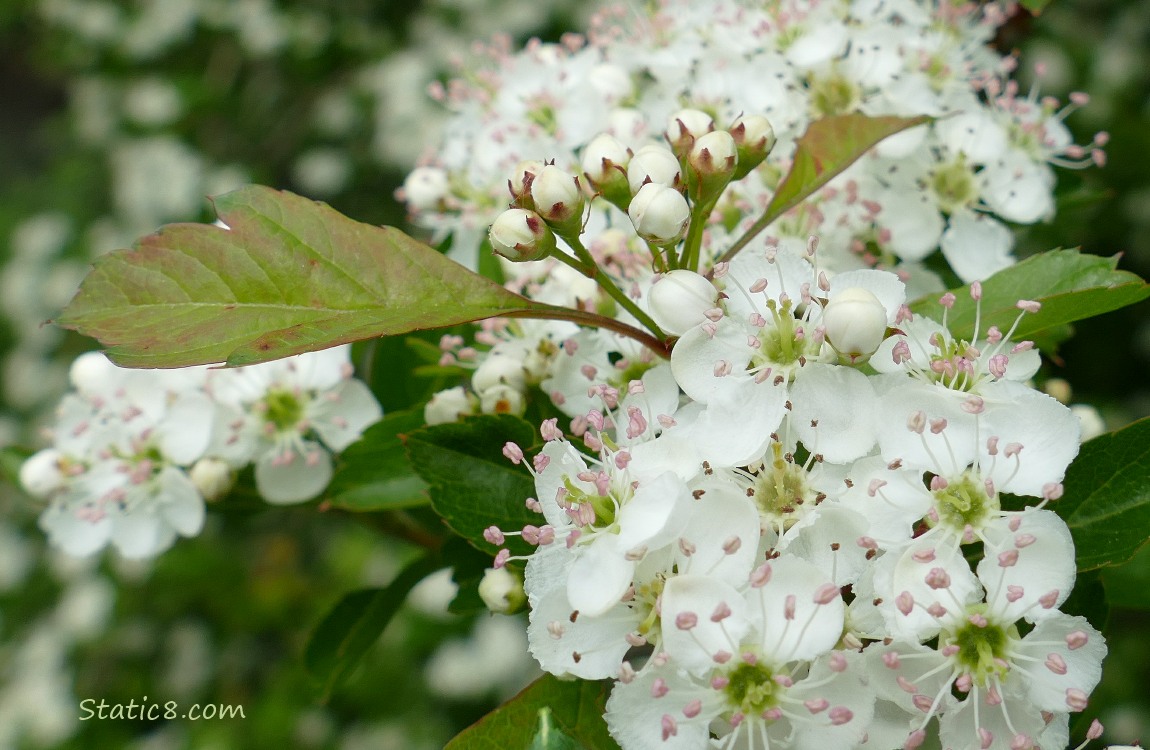 Hawthorn blooms on the tree