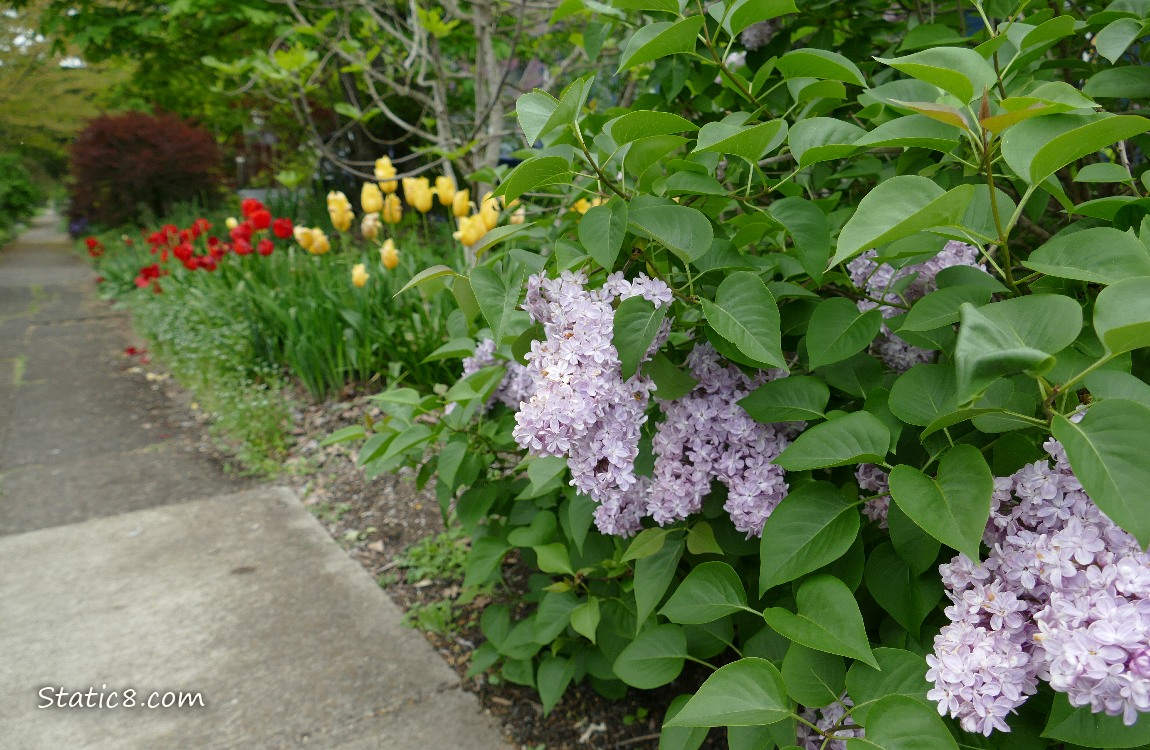 Lilacs and red and yellow Tulips blooming next to a sidewalk