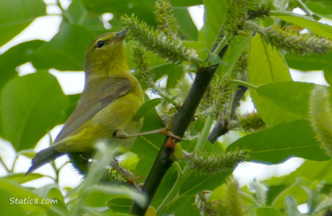 Orange Crown Warbler up in a tree