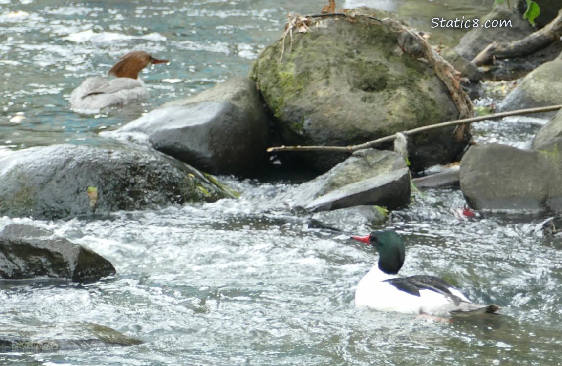 Two Common Mergansers paddling in the water near some rocks