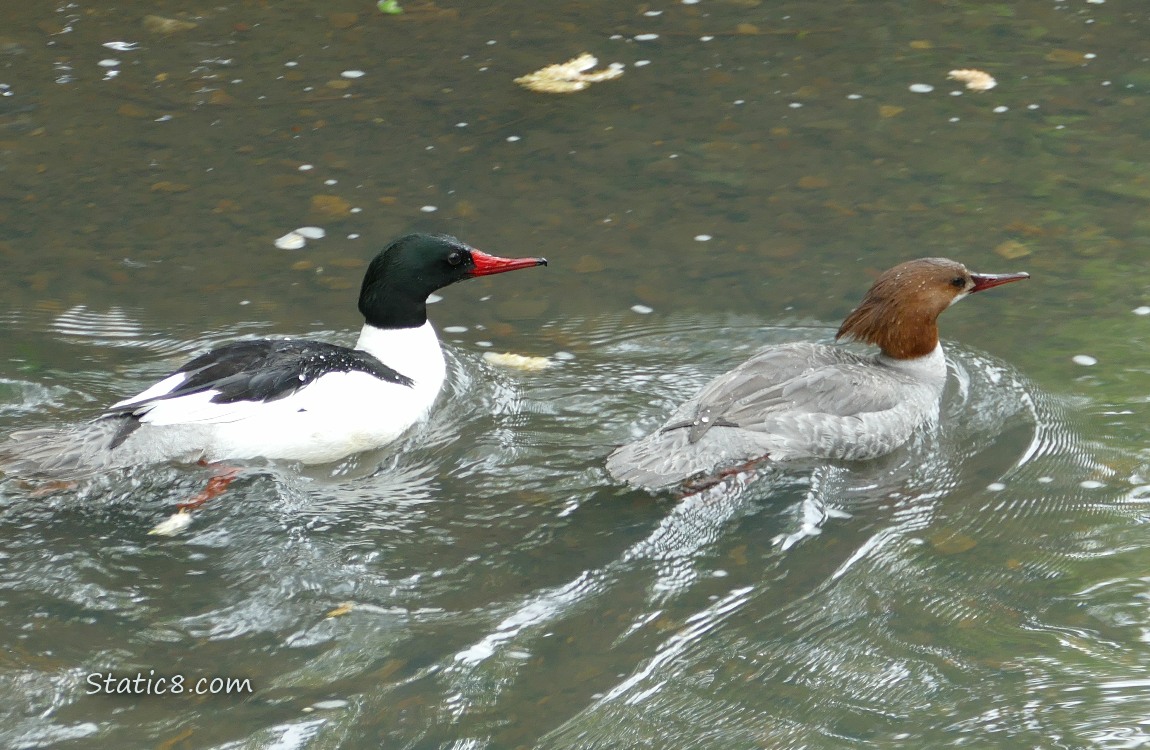 Pair of Common Mergansers paddling away on the water