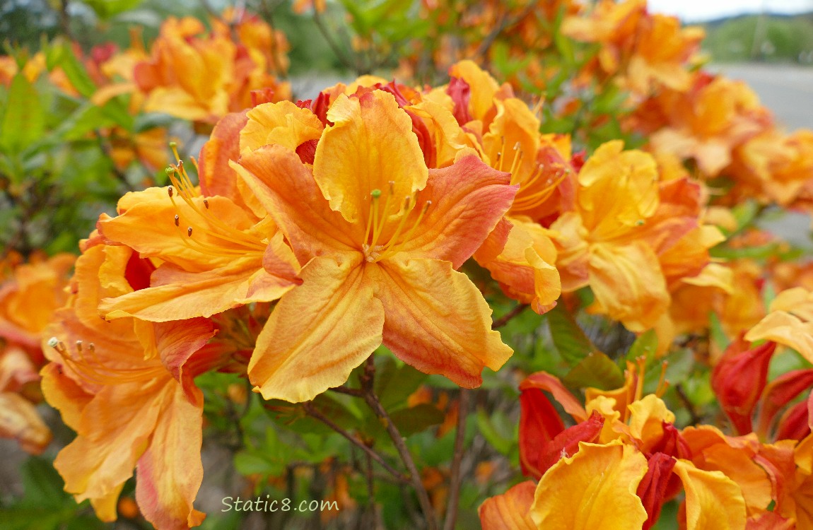 Orange Rhododendrons blooming on the bush