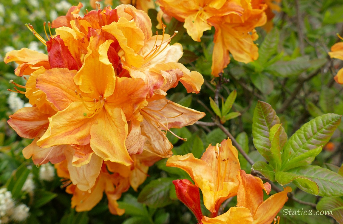 Orange Rhododendrons blooming on the bush