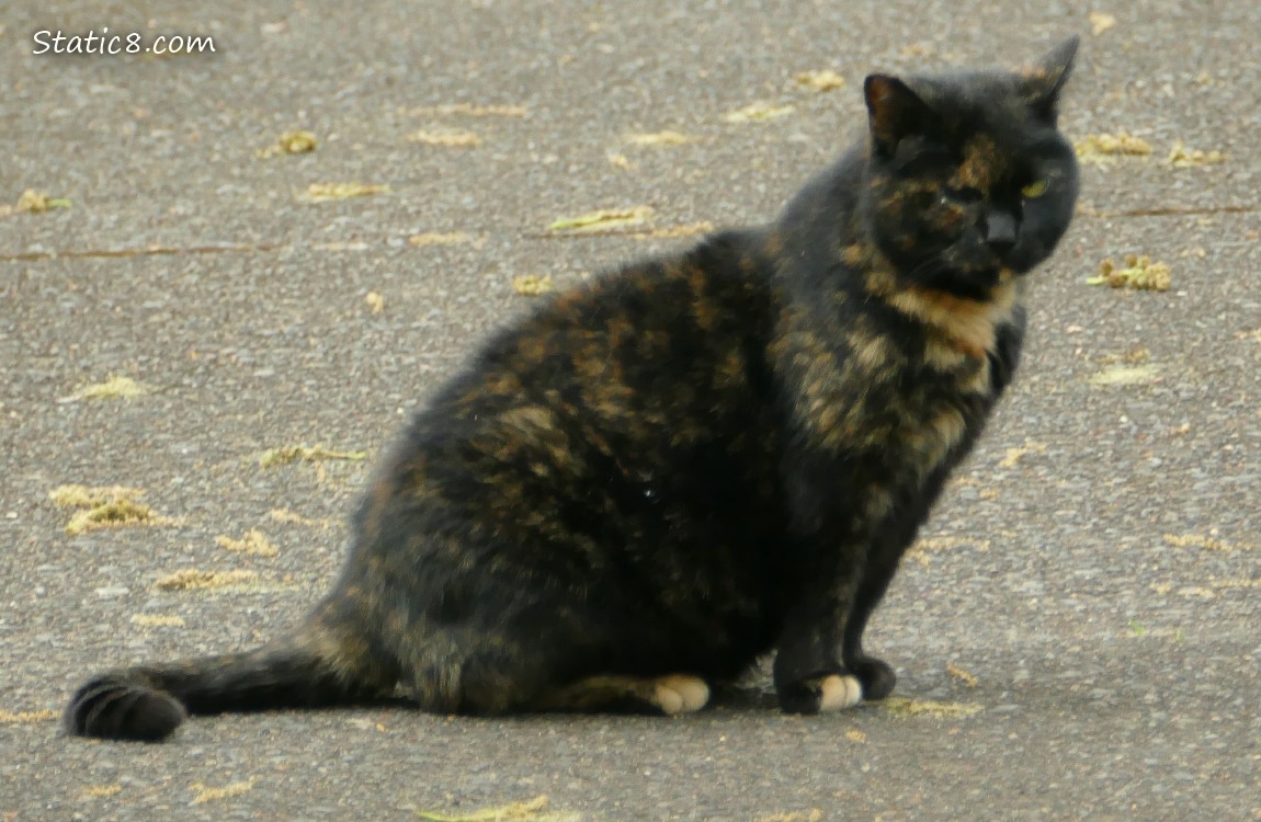 Tortishell cat sitting on the pavement