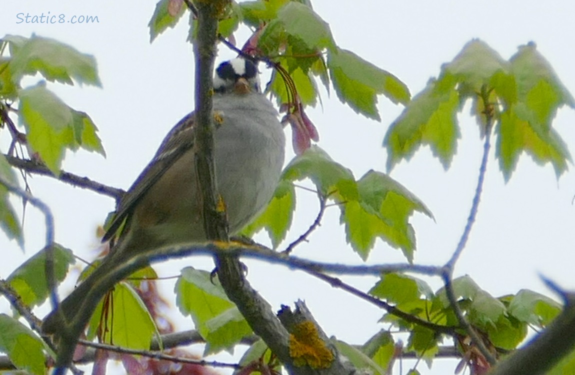 White Crown Sparrow up in a tree with grey sky behind