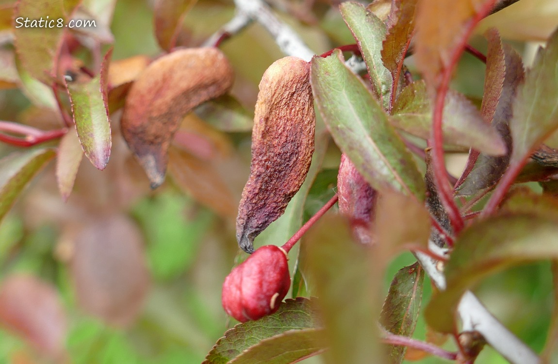 Deformed plum fruits hanging from the tree