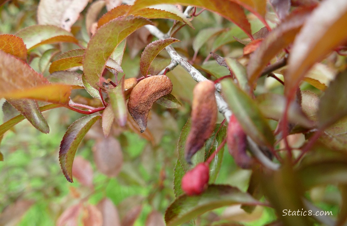 Deformed plum fruits hanging from the tree